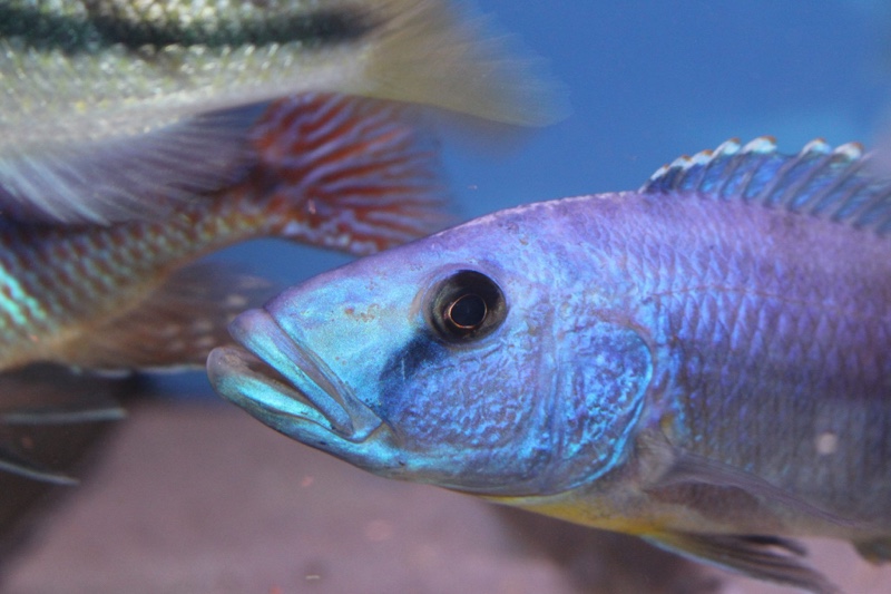 Tyrannochromis nigriventer